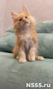 Котенок мейн-кун с документами