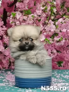 Мини шпиц щенки