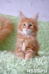 Котенок мейн-кун