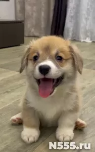 Щенки Вельш Корги в Иркутске!