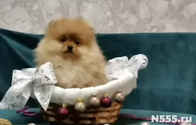 Щенки шпица в Иркутске!